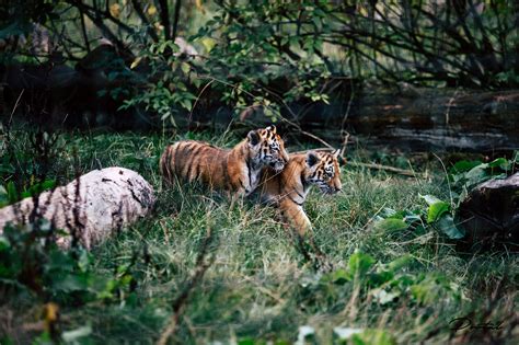 The overall zoo covers over 600 acres of land, making it one of the largest wildlife conservation parks in europe. The Wonders of Whipsnade Zoo - ZSL Whipsnade Zoo ...