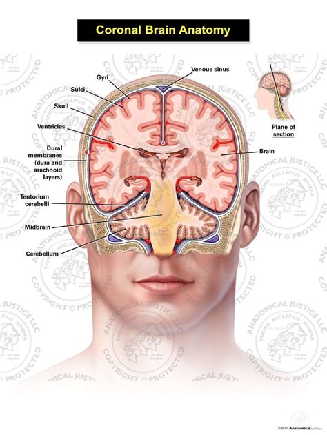 Coronal Brain Anatomy Adult