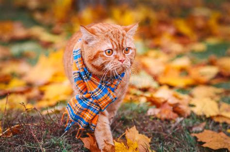 Beautiful Red British Cat With Yellow Eyes N A Blue Scarf