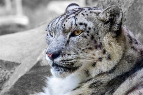 INDIA PLANS TO COUNT ITS SNOW LEOPARD POPULATION - OIPA International