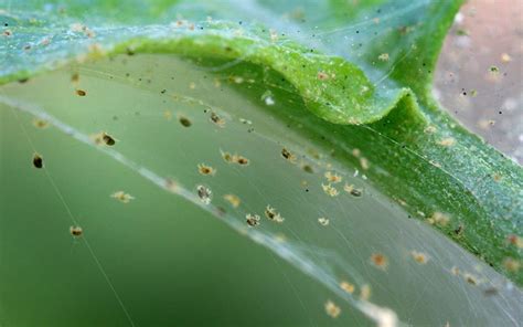 How To Identify And Treat Spider Mites On Orchids
