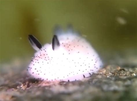 Insanely Cute Sea Bunny Slugs Are So Adorable They Look Unreal