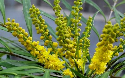 Buy Soft Caress Mahonia For Sale Online From Wilson Bros Gardens