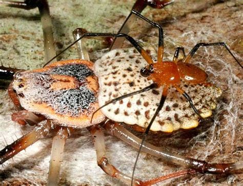 Zoologger Spider Has Sex Then Chews Off Own Genitals New Scientist