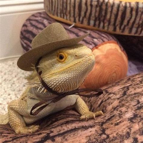 Animals Wearing Cowboy Hats Are Too Adorable To Miss Bearded Dragon