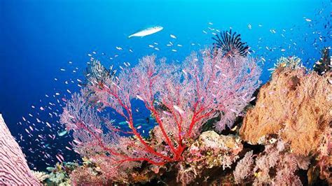 Oil Industry Threatens The 1000 Km Long Coral Reef System Where The