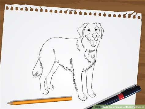 How To Draw A Golden Retriever 7 Steps With Pictures Wikihow