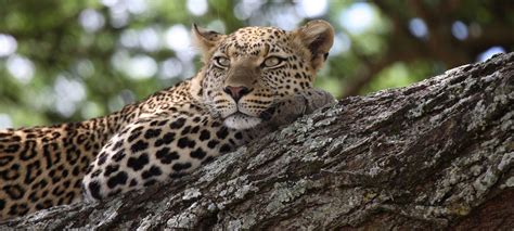 Leopard Safaris In Africa Packages And Itineraries Discover Africa