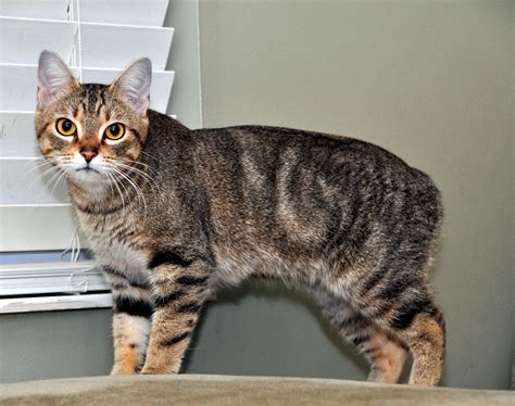 Manx Cats What You Need To Know About The Tailless Cat Thecatsite