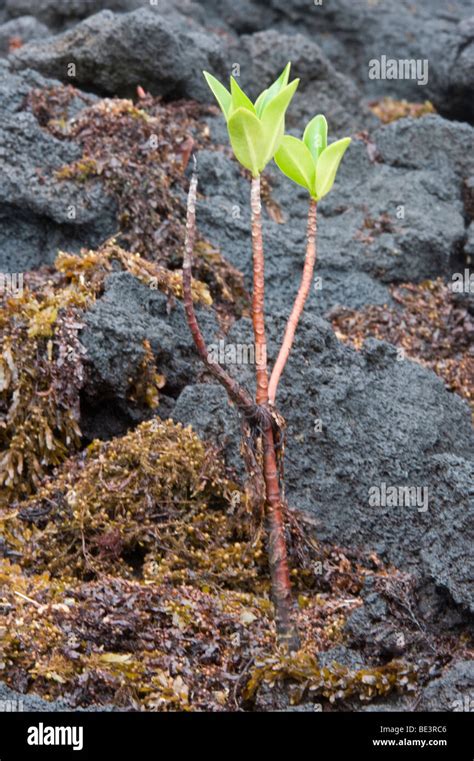Red Mangrove Mangroves Rhizophora Mangle New Seedling Is Taking Root