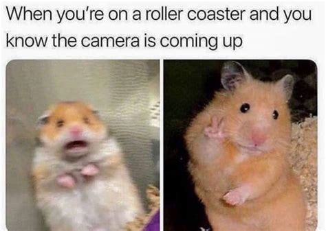 Meme Checkpoint 3 93 Scared Hamster Know Your Meme