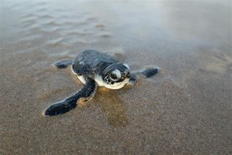 Where To See And Help Sea Turtles In The Us Travel Channel