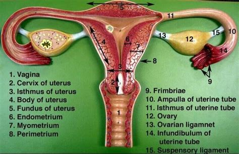 Pin By Jennifer Mortimer On Aandp Reproductive System Female Reproductive System Anatomy Female