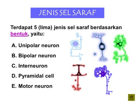 Gambar Macam Macam Sel Saraf Sinau