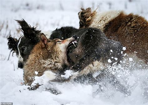 Incredible Pictures Show A Wolf Desperately Try To Defend Itself From A