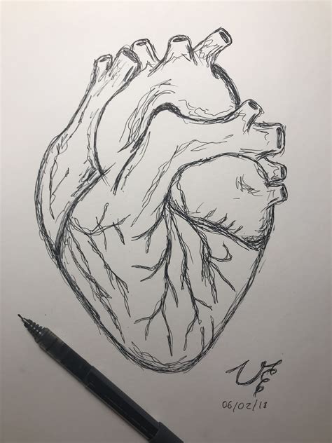 Human Heart Drawing Easydrawing Dibujo De Corazon Humano Dibujar