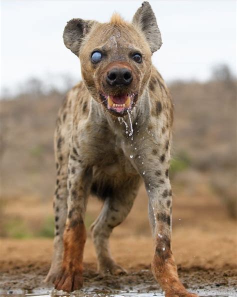 This Old And Half Blind Spotted Hyena Album On Imgur Wildlife Nature