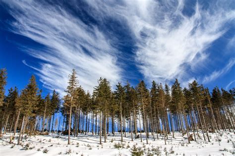 Fotos Gratis Paisaje árbol Bosque Desierto Montaña Nieve Frío