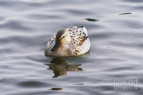 Rare Leucistic Mallard Duck Female Photograph By Charline Xia Fine