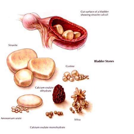 Bladder stones (uroliths) are common problems in both dogs and cats. Urinary Tract Disease in Cats - Cat Diseases | Hill's Pet
