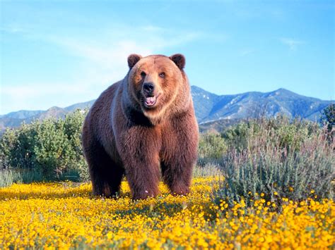 Banco De ImÁgenes Enorme Oso Salvaje En Su Hábitat Natural Big Bear