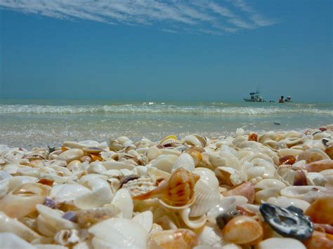 Award winning rc otters island eats is a place for the whole family! Stroll Along: Relaxed Shelling On Captiva Island - Captiva ...