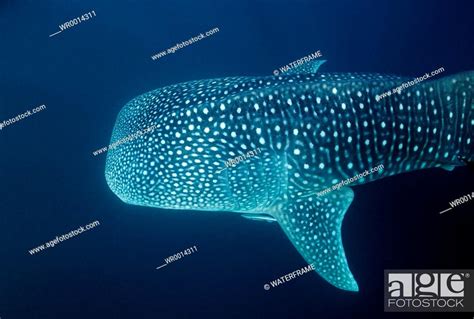 Whale Shark Rhincodon Typus Great Barrier Reef Australia Stock