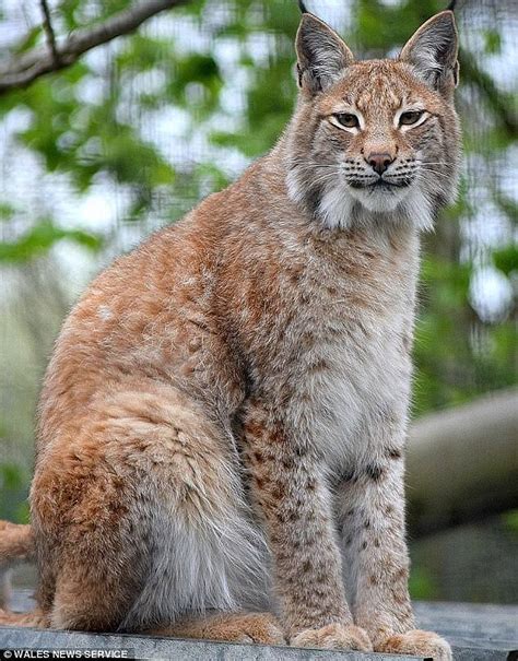 Lynx That Escaped From Wild Animal Kingdom Is Shot Dead Daily Mail Online