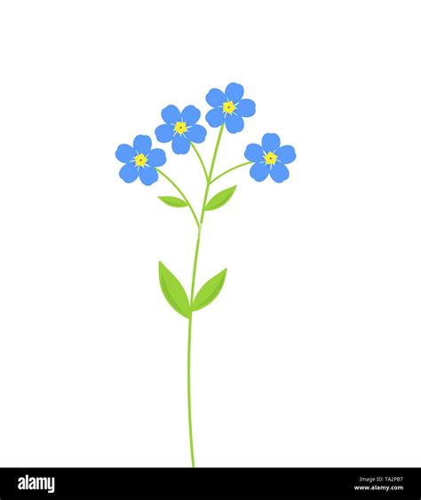 Forget Me Not Blue Flowers Vector Illustration Stock Vector Image