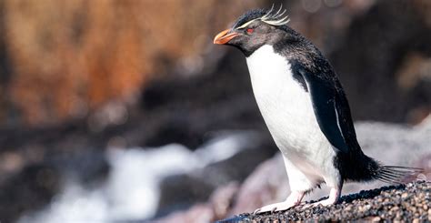 Penguins Are Some Of The Slowest Evolving Birds In The World Natural