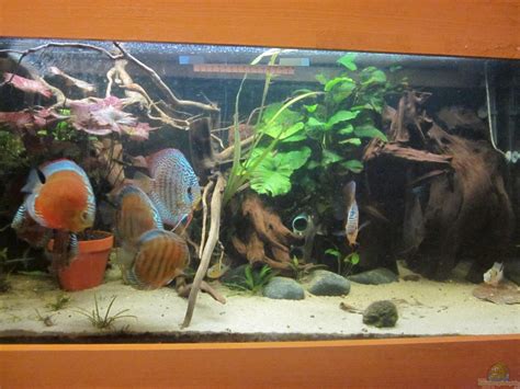 Amamazonas Diskus (23976): Diskus Traum # abgebaut#