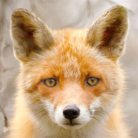 The Online Association Of Photographers Portraits Of Foxes And Their