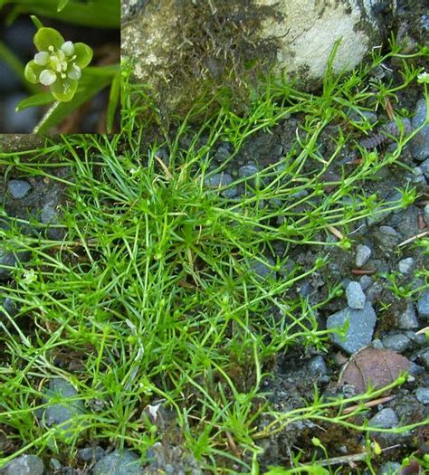 Pearlwort Recognition And Eradication