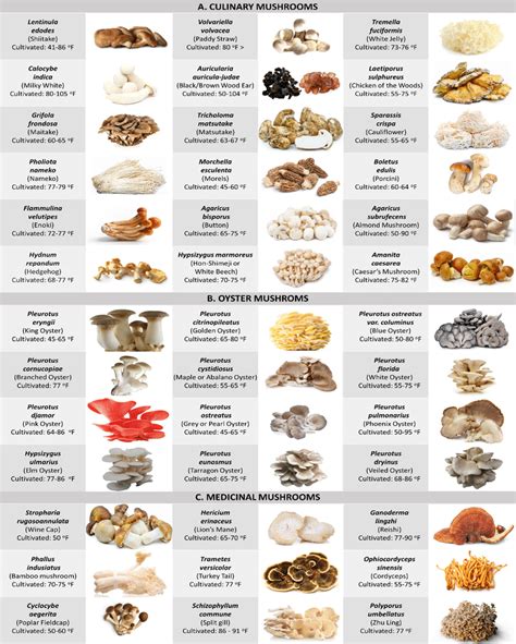 Types Of Mushrooms With Names And Pictures