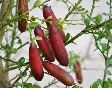 Red Australian Finger Lime Restoring Eden