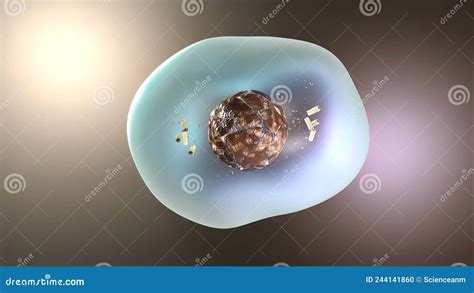 Cell Division Or Cloning Cells Stem Cells Dividing Under The