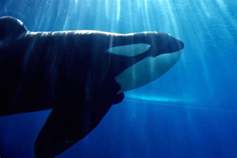 The True Story Of Keiko Through Keikos Eyes Simply Love Orcas