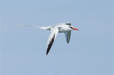 Birding Trinidad And Tobago