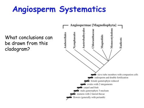 Ppt Angiosperm Evolution Powerpoint Presentation Free Download Id