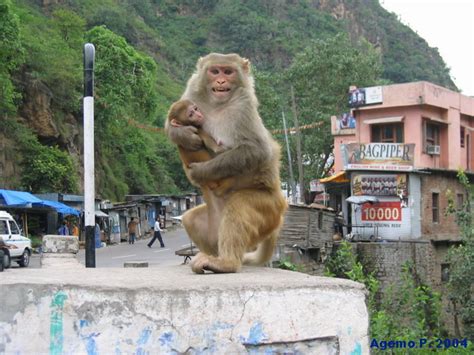 Street Monkeys - India Travel Forum | IndiaMike.com