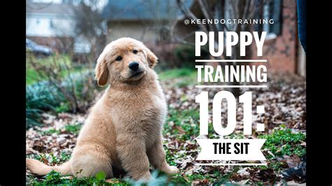 A website dedicated to educating new husky owners on their new family member. Puppy Training 101: The Sit - YouTube