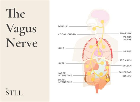 The Stll The Vagus Nerve Explained