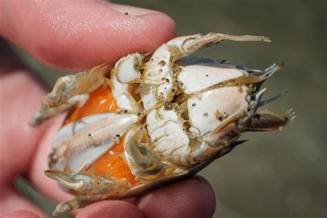 Magnificent Mole Crabs On The West Coast Island Nature