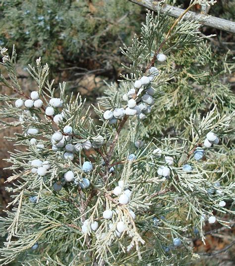 Includes information on fruits, vegetables, lawn care, trees, shrubs, etc. Utah's Conifer Trees - Wild About Utah