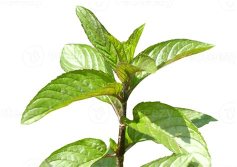 Peppermint Plant Transparent Png 8541767 Png