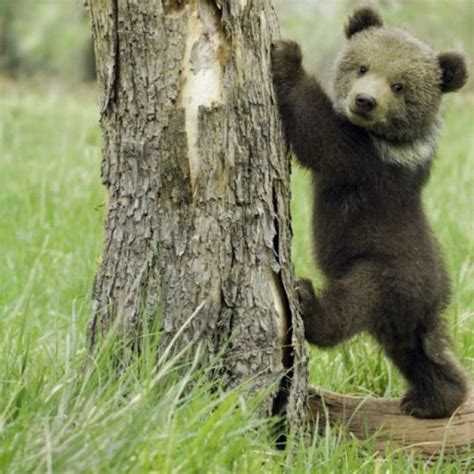 Baby Grizzly Bear Cute Baby Animals Cute Animals Animals Beautiful