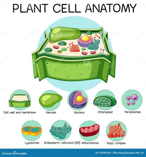 Plant Cell Anatomy Diagram Cartoon Vector Cartoondealer The Best Porn Website