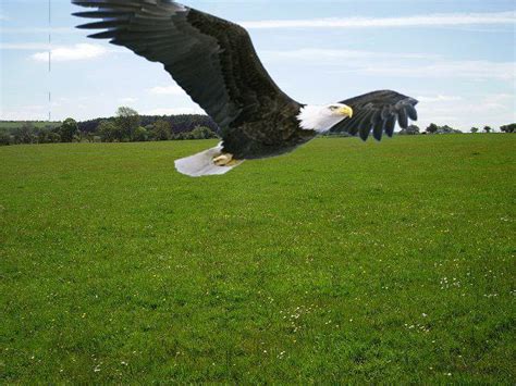 Bald Eagle In Grassland Flickr Photo Sharing