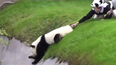 Video Shows Panda Determined To Go It Alone Until It Falls Down A Bank