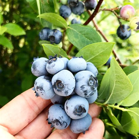 The Blueberry Patch – Cypress & Spruce